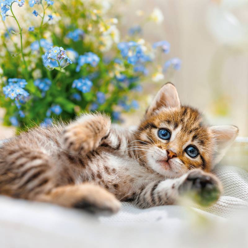 NOTIQUE Poznámkový kalendár Mačiatka 2026, 30 x 30 cm NOTIQUE Poznámkový kalendár Mačiatka 2026, 30 x 30 cm