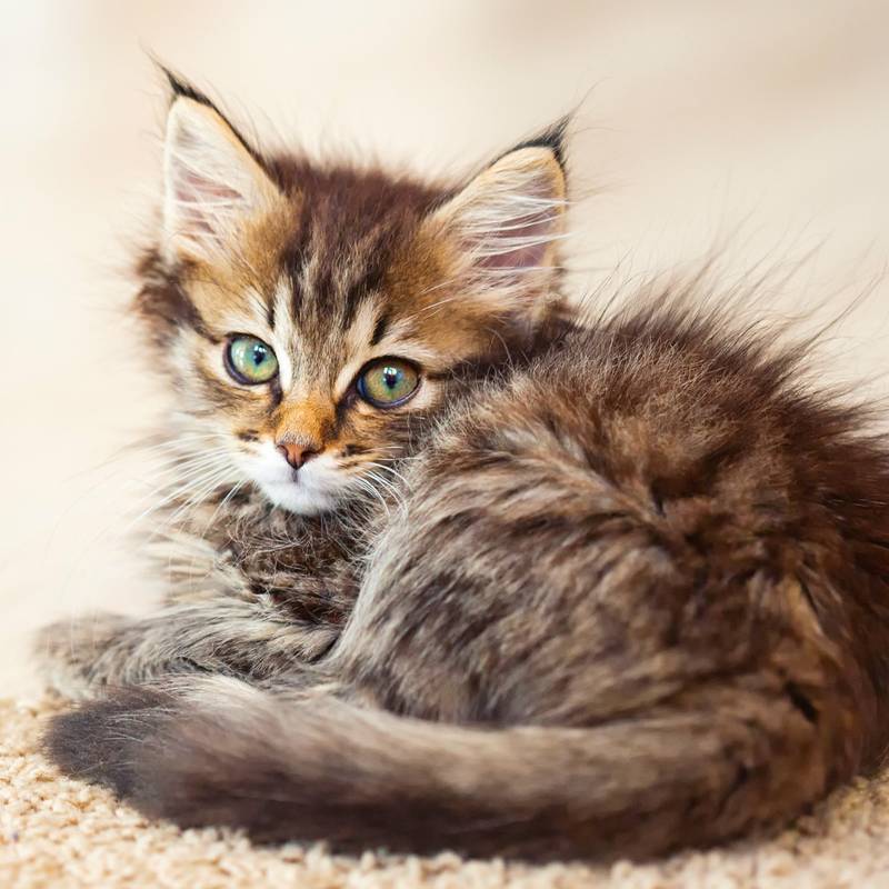 NOTIQUE Poznámkový kalendár Mačiatka 2026, 30 x 30 cm NOTIQUE Poznámkový kalendár Mačiatka 2026, 30 x 30 cm