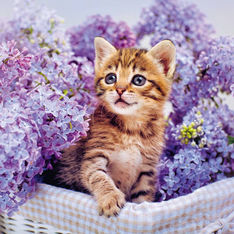 NOTIQUE Poznámkový kalendár Mačiatka 2026, 30 x 30 cm NOTIQUE Poznámkový kalendár Mačiatka 2026, 30 x 30 cm