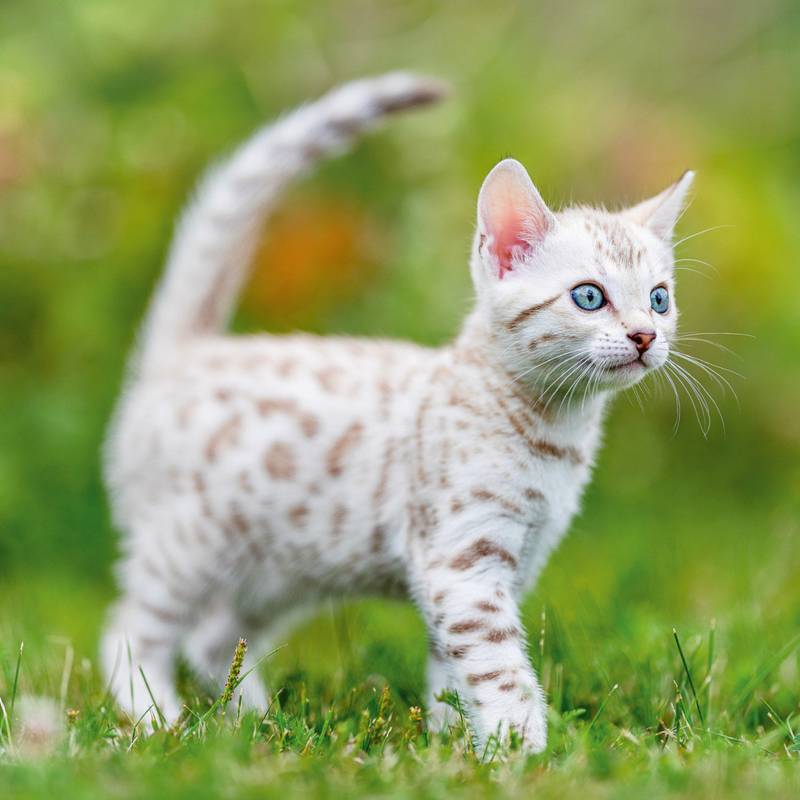 NOTIQUE Poznámkový kalendár Mačiatka 2026, 30 x 30 cm NOTIQUE Poznámkový kalendár Mačiatka 2026, 30 x 30 cm