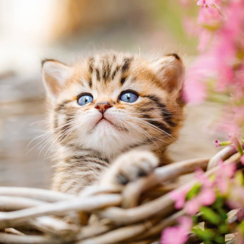 NOTIQUE Poznámkový kalendár Mačiatka 2026, 30 x 30 cm NOTIQUE Poznámkový kalendár Mačiatka 2026, 30 x 30 cm