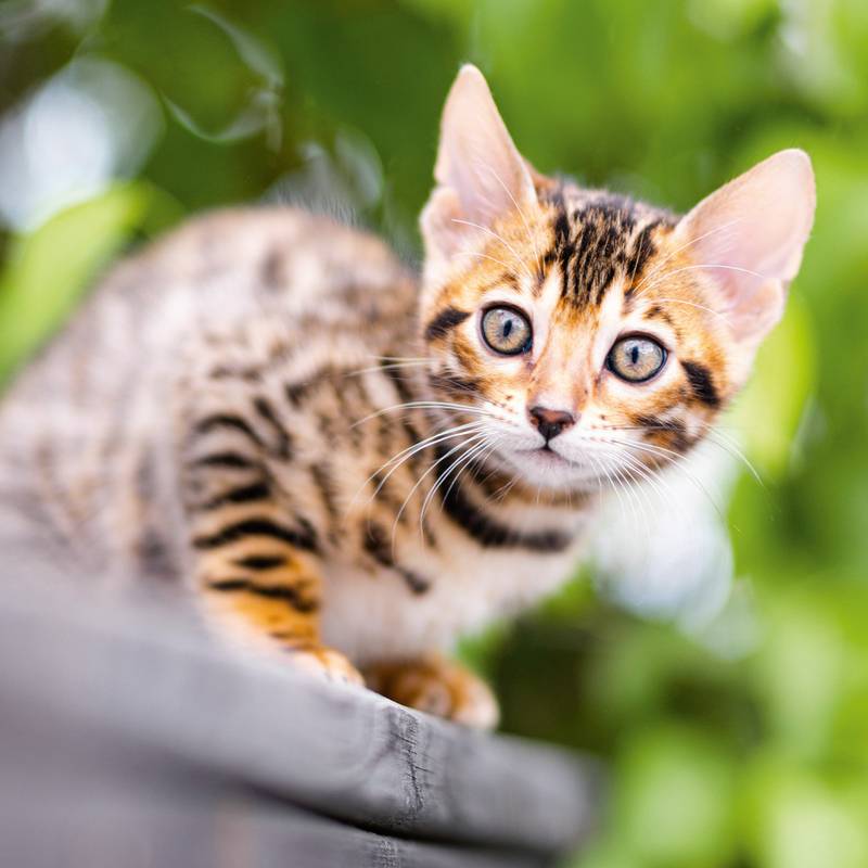 NOTIQUE Poznámkový kalendár Mačiatka 2026, 30 x 30 cm NOTIQUE Poznámkový kalendár Mačiatka 2026, 30 x 30 cm