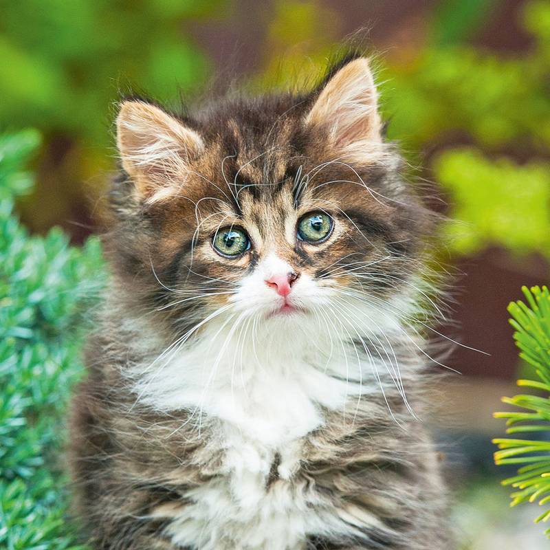 NOTIQUE Poznámkový kalendár Mačiatka 2026, 30 x 30 cm NOTIQUE Poznámkový kalendár Mačiatka 2026, 30 x 30 cm