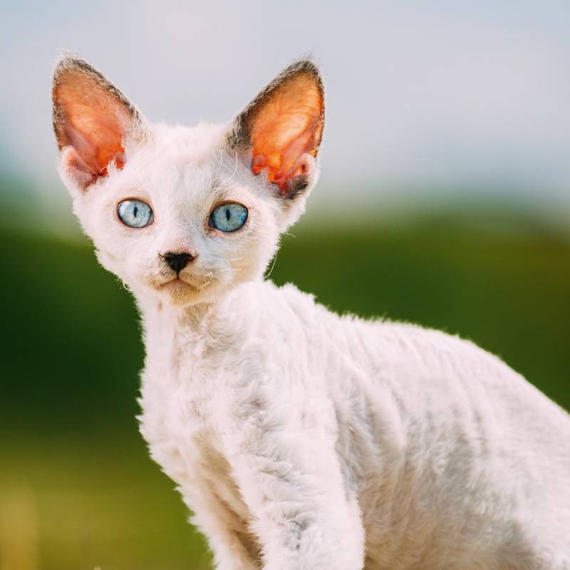 NOTIQUE Poznámkový kalendár Mačiatka 2026, 30 x 30 cm NOTIQUE Poznámkový kalendár Mačiatka 2026, 30 x 30 cm