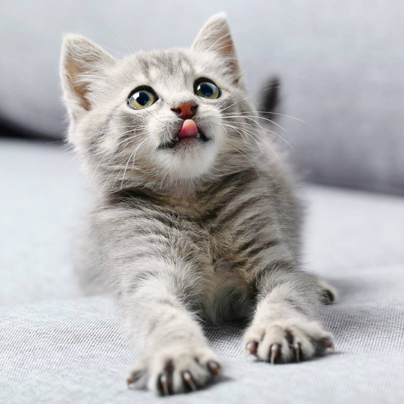 NOTIQUE Poznámkový kalendár Mačiatka 2026, 30 x 30 cm NOTIQUE Poznámkový kalendár Mačiatka 2026, 30 x 30 cm