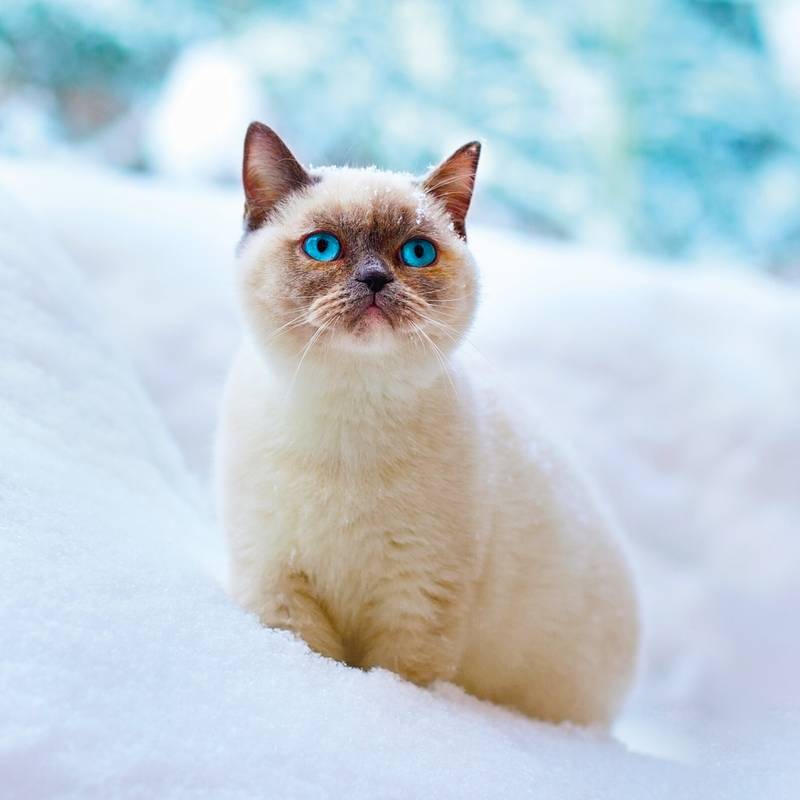 NOTIQUE Poznámkový kalendár Mačiatka 2026, 30 x 30 cm NOTIQUE Poznámkový kalendár Mačiatka 2026, 30 x 30 cm