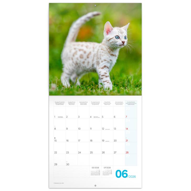 NOTIQUE Poznámkový kalendár Mačiatka 2026, 30 x 30 cm NOTIQUE Poznámkový kalendár Mačiatka 2026, 30 x 30 cm