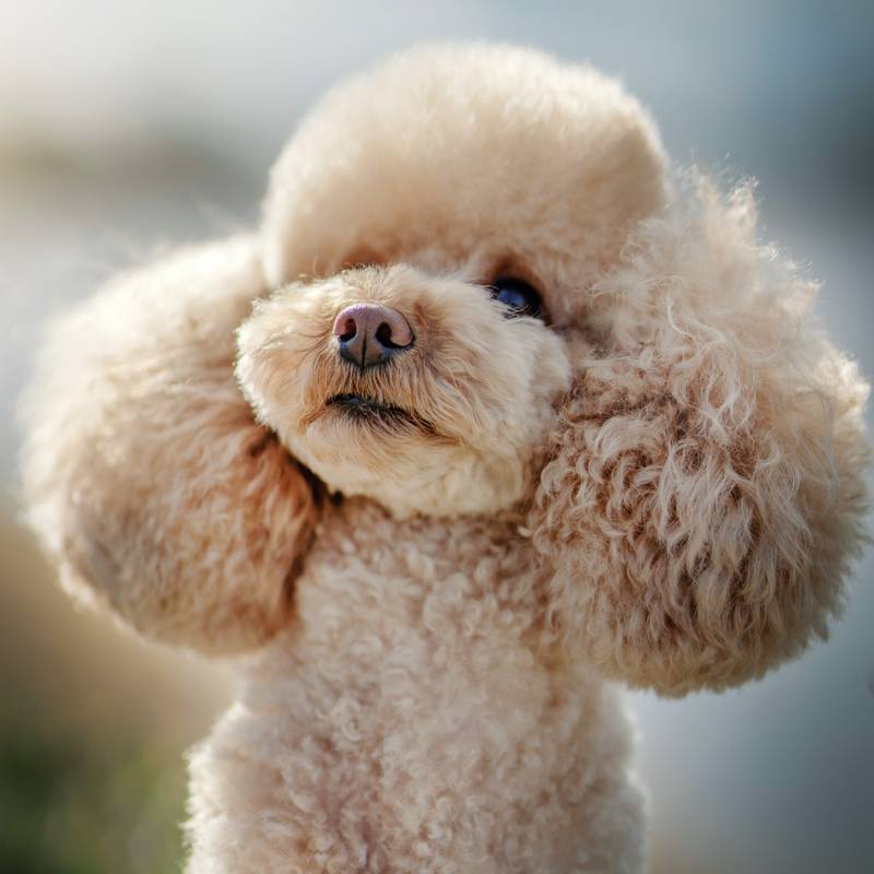 NOTIQUE Poznámkový kalendář Psi 2026, 30 x 30 cm NOTIQUE Poznámkový kalendář Psi 2026, 30 x 30 cm