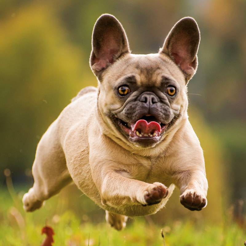 NOTIQUE Poznámkový kalendář Psi 2026, 30 x 30 cm NOTIQUE Poznámkový kalendář Psi 2026, 30 x 30 cm