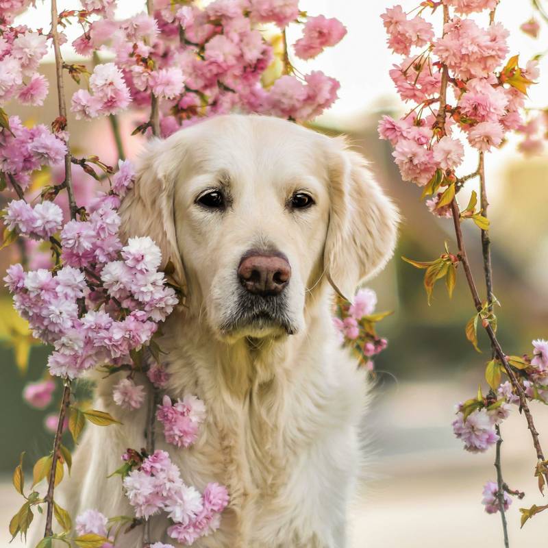 NOTIQUE Poznámkový kalendář Psi 2026, 30 x 30 cm NOTIQUE Poznámkový kalendář Psi 2026, 30 x 30 cm