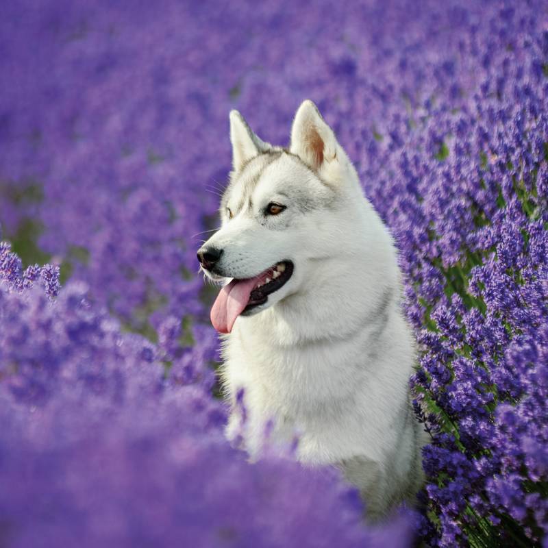 NOTIQUE Poznámkový kalendář Psi 2026, 30 x 30 cm NOTIQUE Poznámkový kalendář Psi 2026, 30 x 30 cm