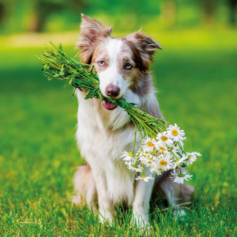 NOTIQUE Poznámkový kalendář Psi 2026, 30 x 30 cm NOTIQUE Poznámkový kalendář Psi 2026, 30 x 30 cm