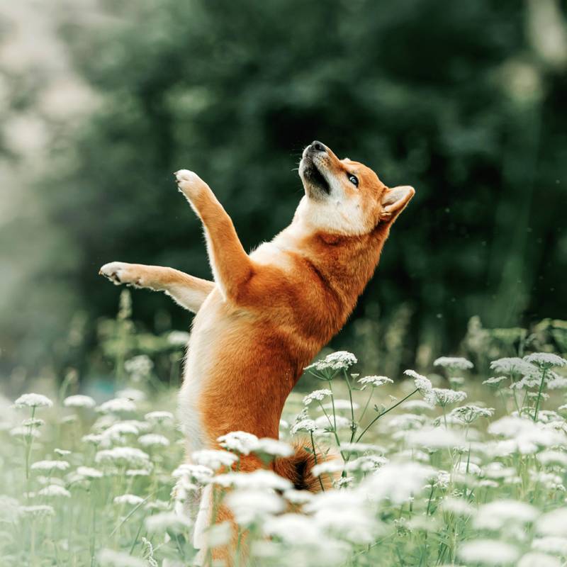 NOTIQUE Poznámkový kalendář Psi 2026, 30 x 30 cm NOTIQUE Poznámkový kalendář Psi 2026, 30 x 30 cm