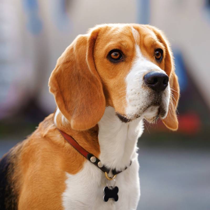 NOTIQUE Poznámkový kalendář Psi 2026, 30 x 30 cm NOTIQUE Poznámkový kalendář Psi 2026, 30 x 30 cm