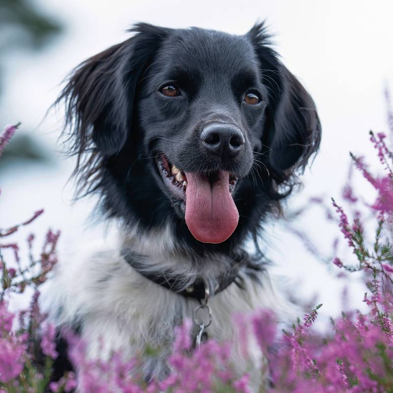 NOTIQUE Poznámkový kalendář Psi 2026, 30 x 30 cm NOTIQUE Poznámkový kalendář Psi 2026, 30 x 30 cm