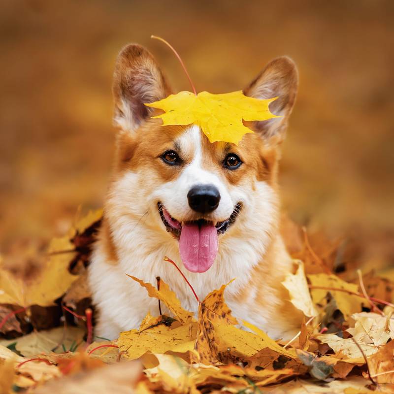 NOTIQUE Poznámkový kalendář Psi 2026, 30 x 30 cm NOTIQUE Poznámkový kalendář Psi 2026, 30 x 30 cm