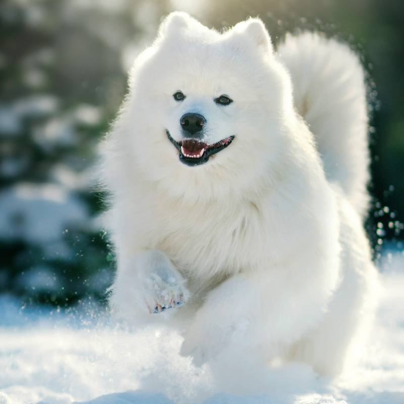 NOTIQUE Poznámkový kalendář Psi 2026, 30 x 30 cm NOTIQUE Poznámkový kalendář Psi 2026, 30 x 30 cm