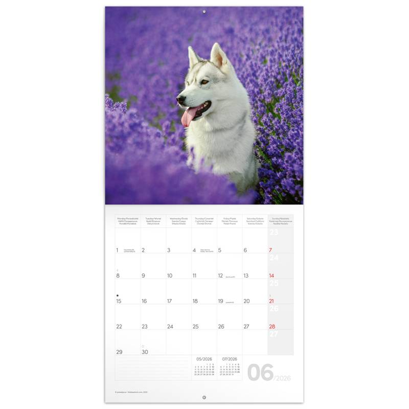 NOTIQUE Poznámkový kalendář Psi 2026, 30 x 30 cm NOTIQUE Poznámkový kalendář Psi 2026, 30 x 30 cm
