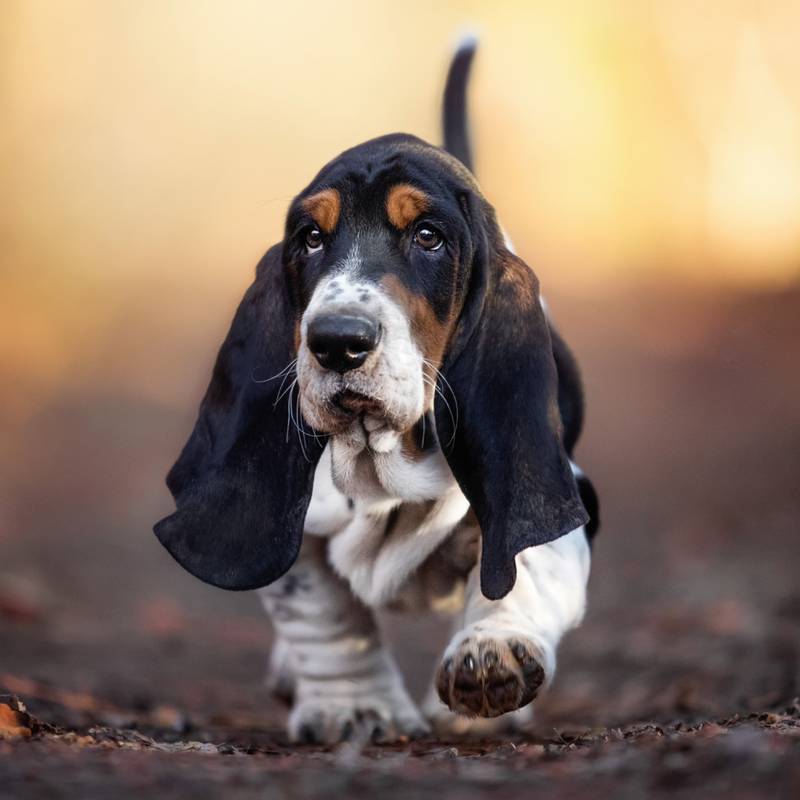 NOTIQUE Poznámkový kalendář Štěňata 2026, 30 x 30 cm NOTIQUE Poznámkový kalendář Štěňata 2026, 30 x 30 cm