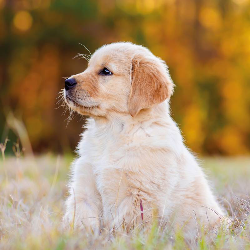 NOTIQUE Poznámkový kalendář Štěňata 2026, 30 x 30 cm NOTIQUE Poznámkový kalendář Štěňata 2026, 30 x 30 cm