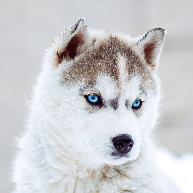 NOTIQUE Poznámkový kalendář Štěňata 2026, 30 x 30 cm NOTIQUE Poznámkový kalendář Štěňata 2026, 30 x 30 cm