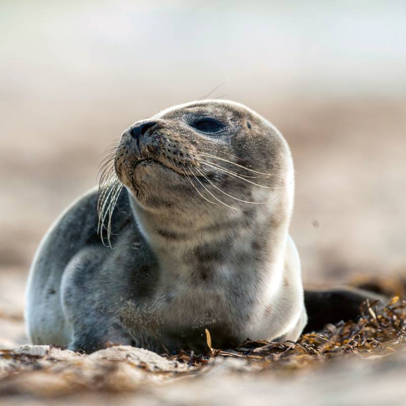 NOTIQUE Poznámkový kalendář Mláďata 2026, 30 x 30 cm NOTIQUE Poznámkový kalendář Mláďata 2026, 30 x 30 cm