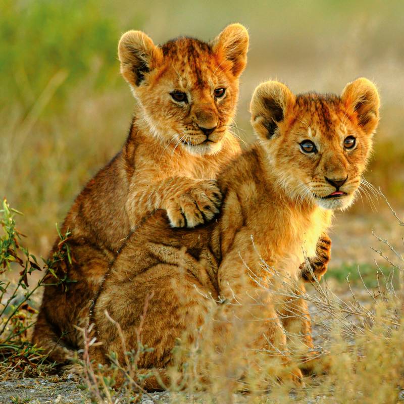 NOTIQUE Poznámkový kalendář Mláďata 2026, 30 x 30 cm NOTIQUE Poznámkový kalendář Mláďata 2026, 30 x 30 cm