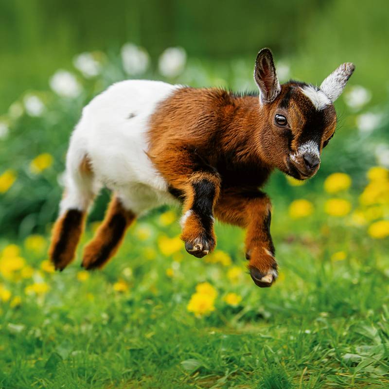 NOTIQUE Poznámkový kalendář Mláďata 2026, 30 x 30 cm NOTIQUE Poznámkový kalendář Mláďata 2026, 30 x 30 cm