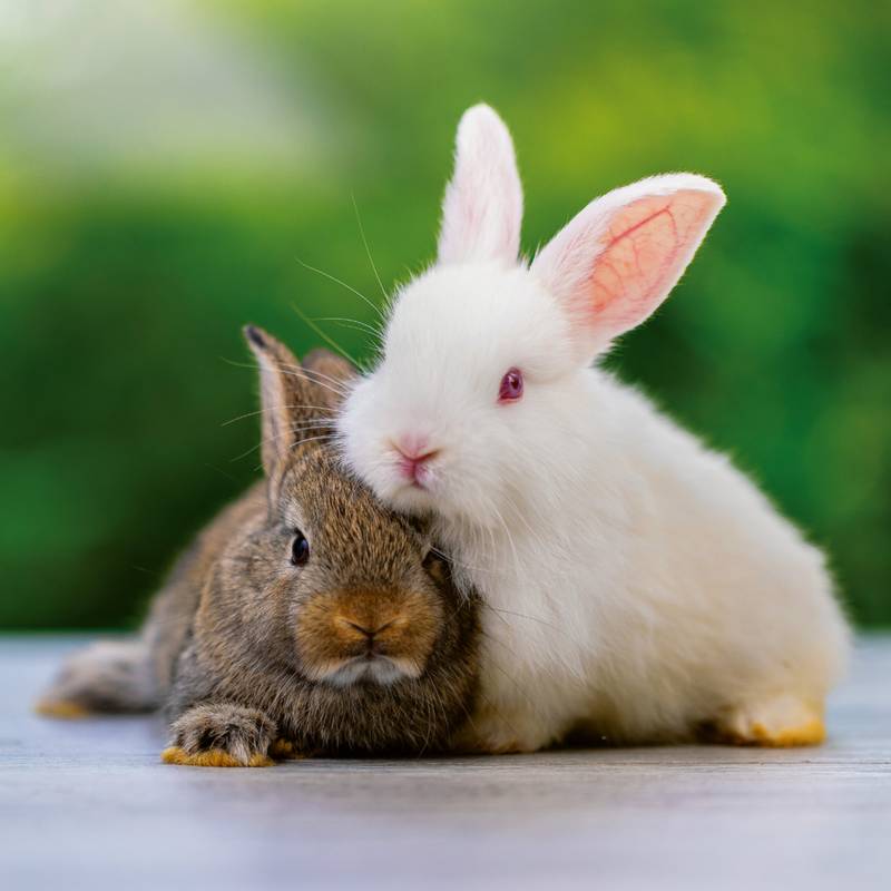 NOTIQUE Poznámkový kalendář Mláďata 2026, 30 x 30 cm NOTIQUE Poznámkový kalendář Mláďata 2026, 30 x 30 cm