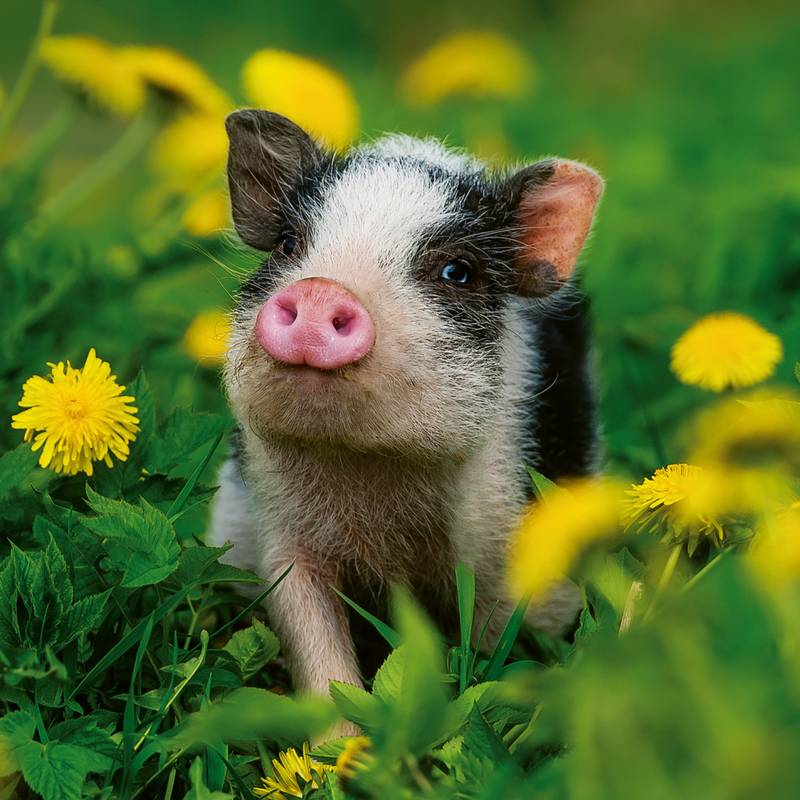 NOTIQUE Poznámkový kalendář Mláďata 2026, 30 x 30 cm NOTIQUE Poznámkový kalendář Mláďata 2026, 30 x 30 cm