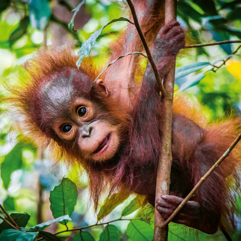 NOTIQUE Poznámkový kalendář Mláďata 2026, 30 x 30 cm NOTIQUE Poznámkový kalendář Mláďata 2026, 30 x 30 cm