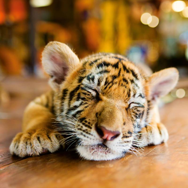 NOTIQUE Poznámkový kalendář Mláďata 2026, 30 x 30 cm NOTIQUE Poznámkový kalendář Mláďata 2026, 30 x 30 cm