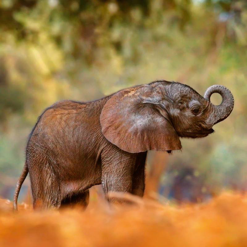 NOTIQUE Poznámkový kalendář Mláďata 2026, 30 x 30 cm NOTIQUE Poznámkový kalendář Mláďata 2026, 30 x 30 cm