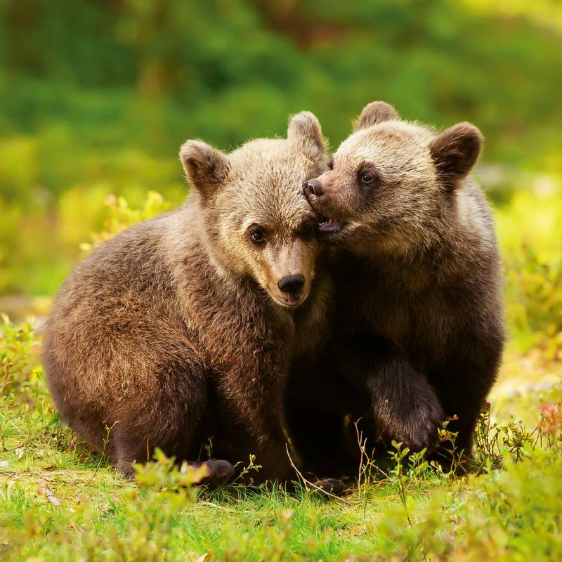 NOTIQUE Poznámkový kalendář Mláďata 2026, 30 x 30 cm NOTIQUE Poznámkový kalendář Mláďata 2026, 30 x 30 cm