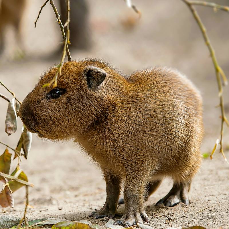 NOTIQUE Poznámkový kalendář Mláďata 2026, 30 x 30 cm NOTIQUE Poznámkový kalendář Mláďata 2026, 30 x 30 cm