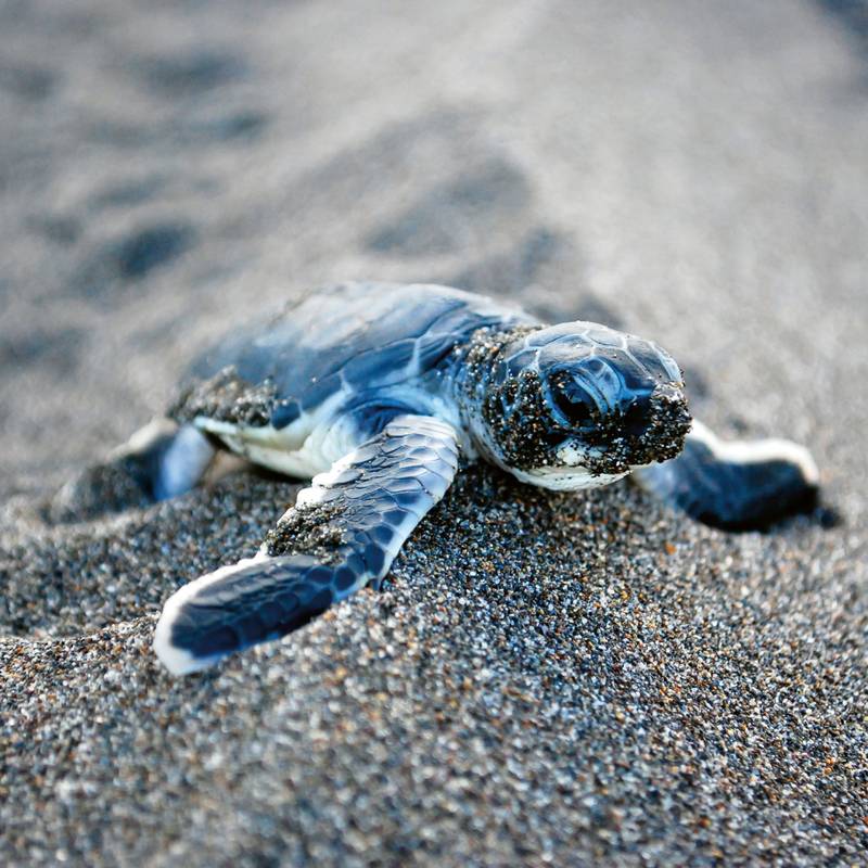 NOTIQUE Poznámkový kalendář Mláďata 2026, 30 x 30 cm NOTIQUE Poznámkový kalendář Mláďata 2026, 30 x 30 cm