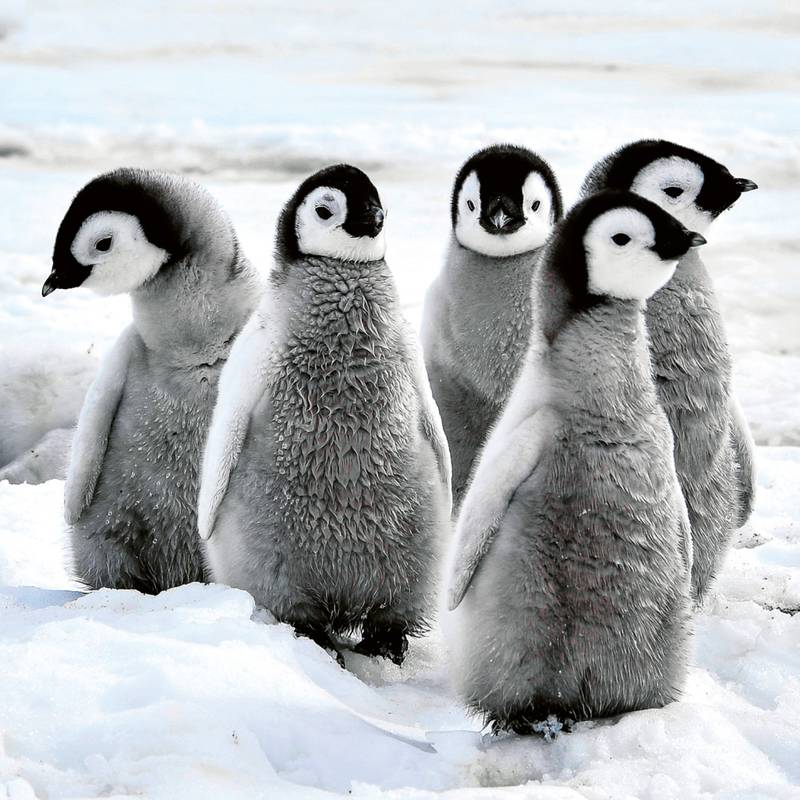 NOTIQUE Poznámkový kalendář Mláďata 2026, 30 x 30 cm NOTIQUE Poznámkový kalendář Mláďata 2026, 30 x 30 cm