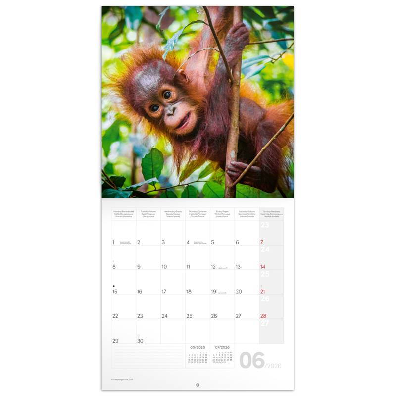NOTIQUE Poznámkový kalendář Mláďata 2026, 30 x 30 cm NOTIQUE Poznámkový kalendář Mláďata 2026, 30 x 30 cm