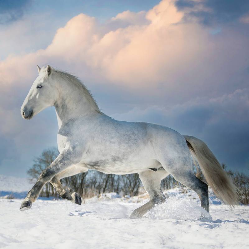 NOTIQUE Poznámkový kalendář Koně – Christiane Slawik 2026, 30 x 30 cm NOTIQUE Poznámkový kalendář Koně – Christiane Slawik 2026, 30 x 30 cm