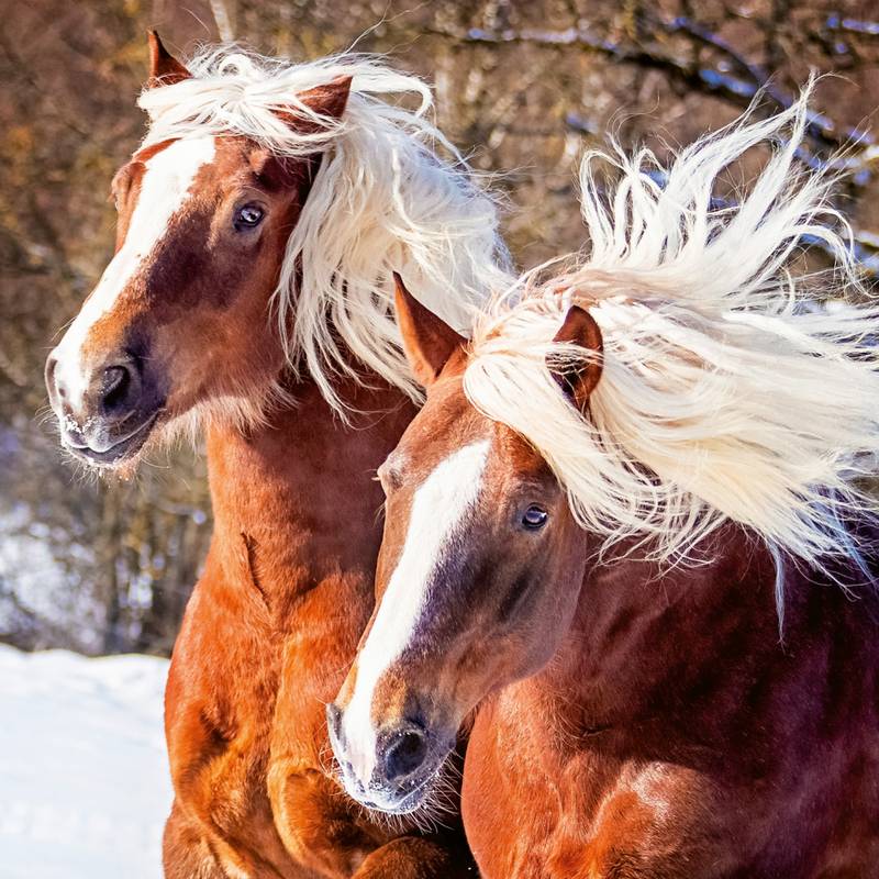 NOTIQUE Poznámkový kalendář Koně – Christiane Slawik 2026, 30 x 30 cm NOTIQUE Poznámkový kalendář Koně – Christiane Slawik 2026, 30 x 30 cm