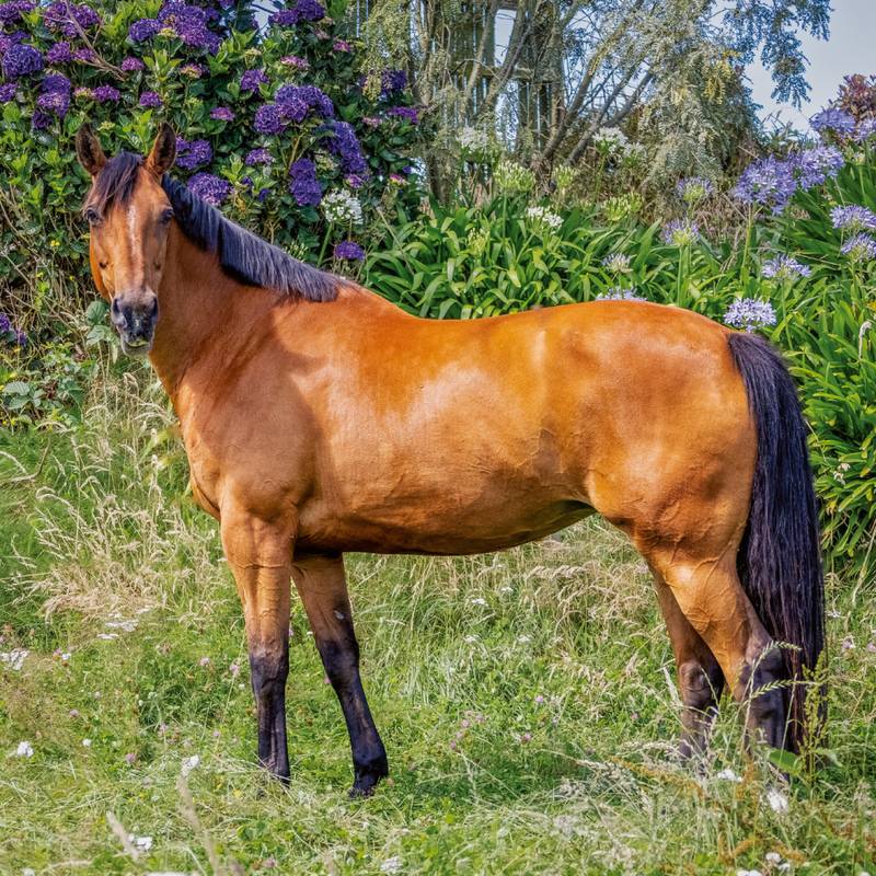 NOTIQUE Poznámkový kalendář Koně – Christiane Slawik 2026, 30 x 30 cm NOTIQUE Poznámkový kalendář Koně – Christiane Slawik 2026, 30 x 30 cm