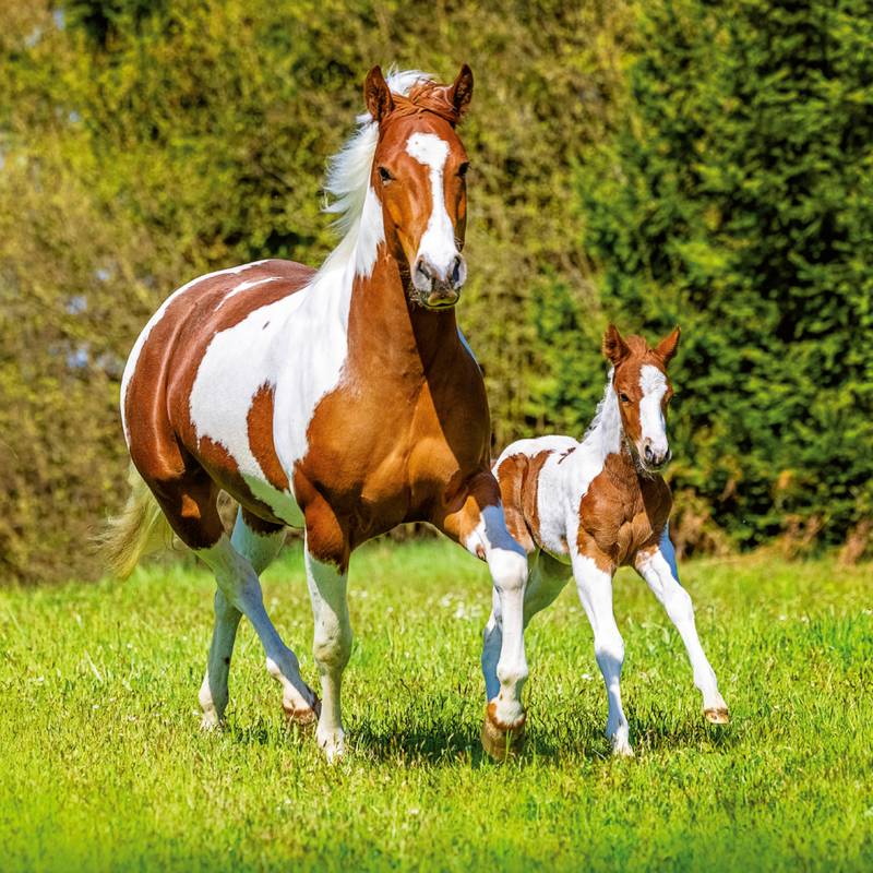 NOTIQUE Poznámkový kalendář Koně – Christiane Slawik 2026, 30 x 30 cm NOTIQUE Poznámkový kalendář Koně – Christiane Slawik 2026, 30 x 30 cm