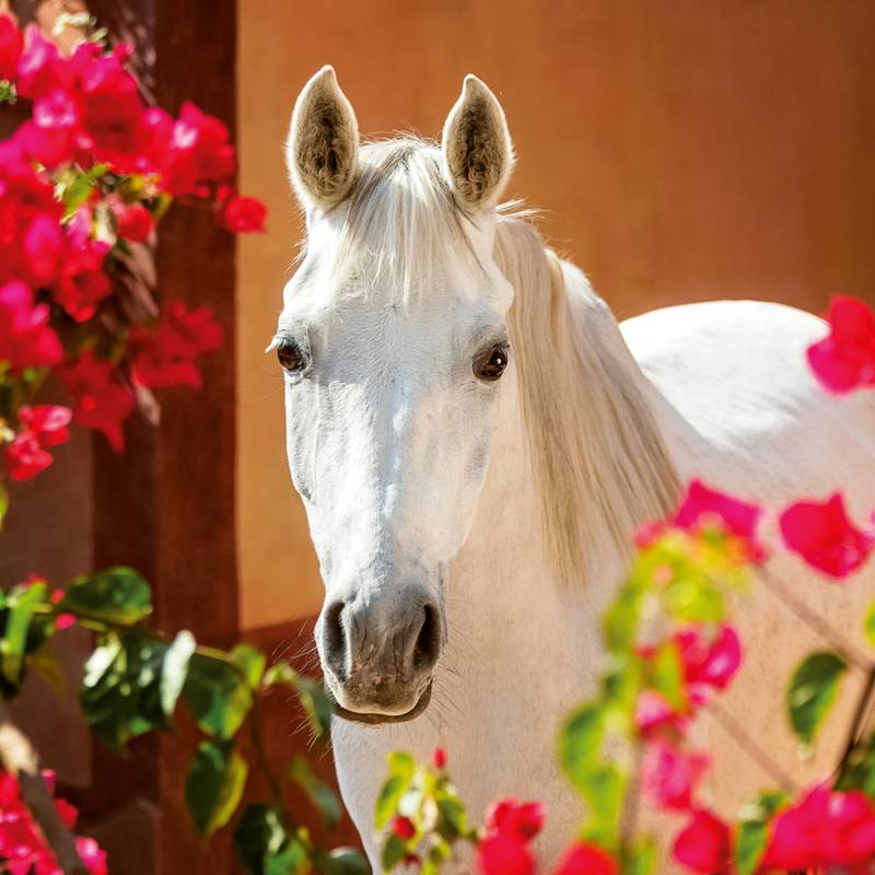 NOTIQUE Poznámkový kalendář Koně – Christiane Slawik 2026, 30 x 30 cm NOTIQUE Poznámkový kalendář Koně – Christiane Slawik 2026, 30 x 30 cm