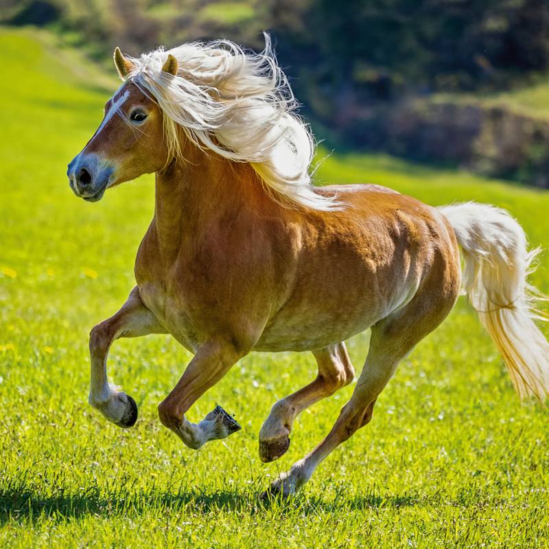 NOTIQUE Poznámkový kalendář Koně – Christiane Slawik 2026, 30 x 30 cm NOTIQUE Poznámkový kalendář Koně – Christiane Slawik 2026, 30 x 30 cm