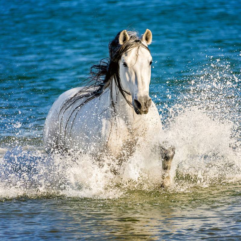 NOTIQUE Poznámkový kalendář Koně – Christiane Slawik 2026, 30 x 30 cm NOTIQUE Poznámkový kalendář Koně – Christiane Slawik 2026, 30 x 30 cm