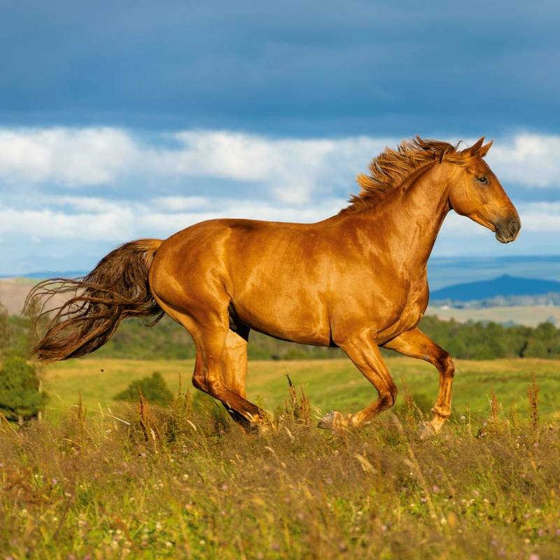 NOTIQUE Poznámkový kalendář Koně – Christiane Slawik 2026, 30 x 30 cm NOTIQUE Poznámkový kalendář Koně – Christiane Slawik 2026, 30 x 30 cm