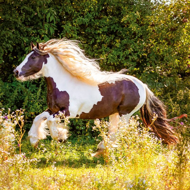 NOTIQUE Poznámkový kalendář Koně – Christiane Slawik 2026, 30 x 30 cm NOTIQUE Poznámkový kalendář Koně – Christiane Slawik 2026, 30 x 30 cm