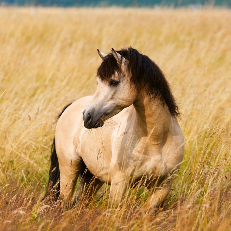 NOTIQUE Poznámkový kalendář Koně – Christiane Slawik 2026, 30 x 30 cm NOTIQUE Poznámkový kalendář Koně – Christiane Slawik 2026, 30 x 30 cm