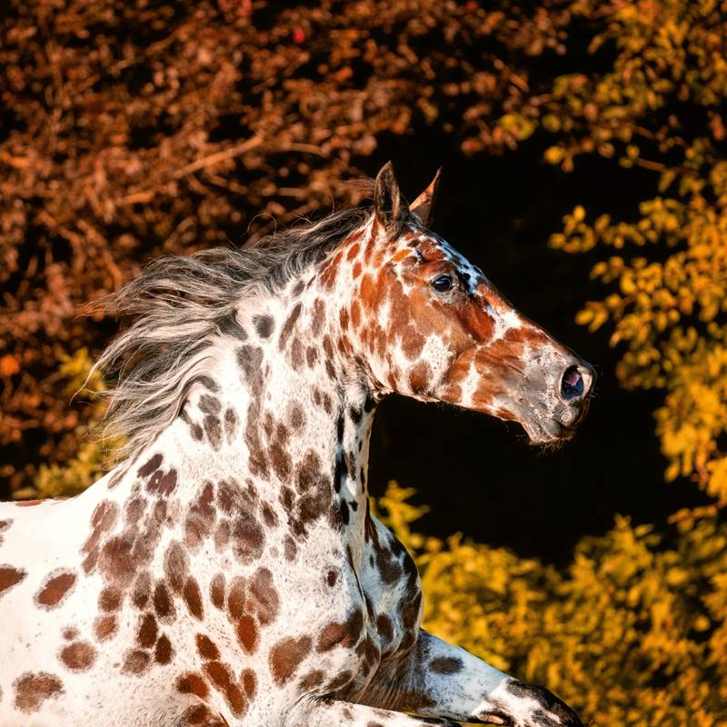 NOTIQUE Poznámkový kalendář Koně – Christiane Slawik 2026, 30 x 30 cm NOTIQUE Poznámkový kalendář Koně – Christiane Slawik 2026, 30 x 30 cm