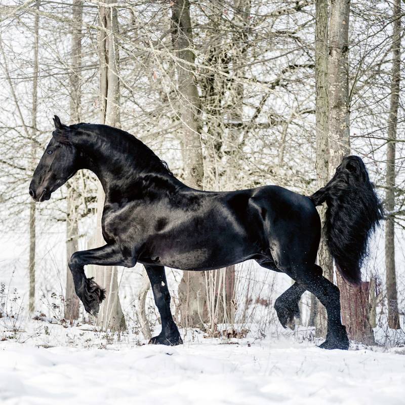 NOTIQUE Poznámkový kalendář Koně – Christiane Slawik 2026, 30 x 30 cm NOTIQUE Poznámkový kalendář Koně – Christiane Slawik 2026, 30 x 30 cm